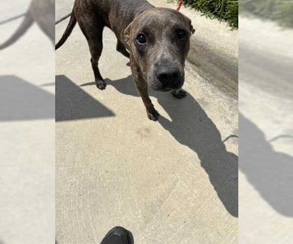 Medium Photo #1 American Pit Bull Terrier-Unknown Mix Puppy For Sale in Houston, TX, USA