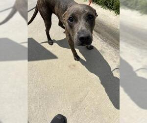 American Pit Bull Terrier-Unknown Mix Dogs for adoption in Houston, TX, USA