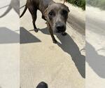 Small American Pit Bull Terrier Mix