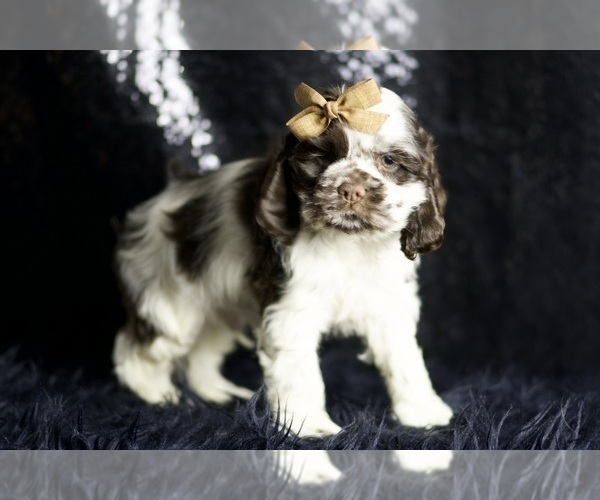Medium Photo #66 Cocker Spaniel Puppy For Sale in WARSAW, IN, USA