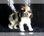 Small Photo #66 Cocker Spaniel Puppy For Sale in WARSAW, IN, USA