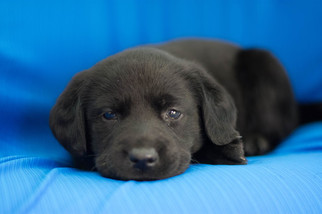 Labrador Retriever Puppy for sale in KENSINGTON, OH, USA