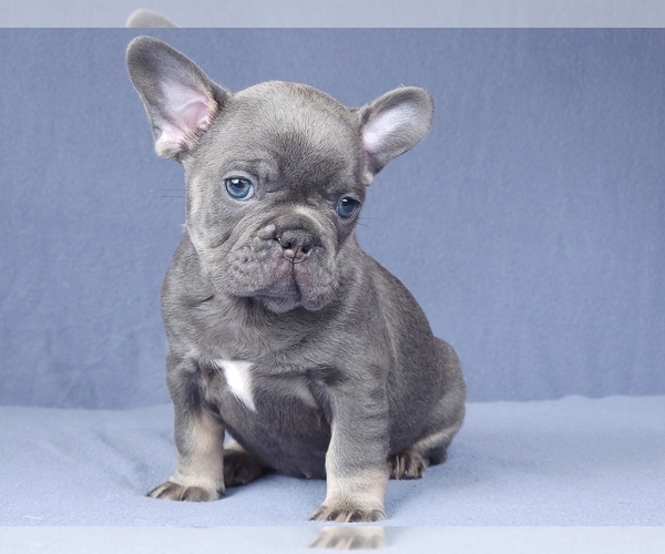 Medium Photo #14 French Bulldog Puppy For Sale in BOSTON, MA, USA