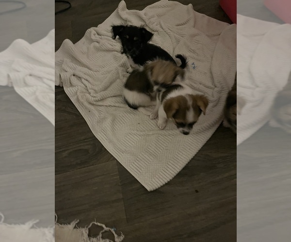 Medium Photo #16 Shorkie Tzu Puppy For Sale in LEBANON, OR, USA
