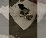 Small #15 Shorkie Tzu