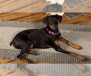 Doberman Pinscher Dogs for adoption in Minneaoplis, MN, USA