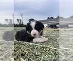 Small Photo #4 Australian Shepherd Puppy For Sale in COTTONWOOD, CA, USA