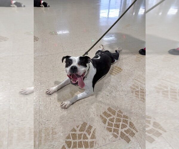 Medium Photo #11 American Bulldog-Unknown Mix Puppy For Sale in Pierceton , IN, USA