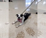 Small #10 American Bulldog Mix