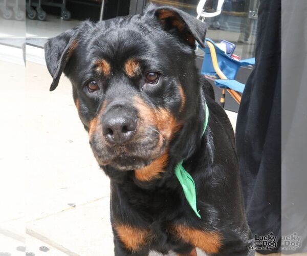 Medium Photo #2 Rottweiler-Unknown Mix Puppy For Sale in Washington, DC, USA