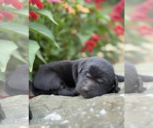 Labrador Retriever Puppy for Sale in COON VALLEY, Wisconsin USA