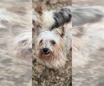 Small #3 Maltese
