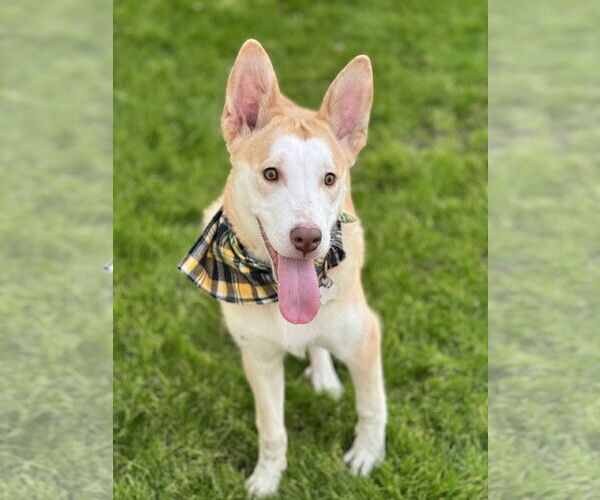 Medium Photo #3 Siberian Husky-Unknown Mix Puppy For Sale in Phoenix, AZ, USA