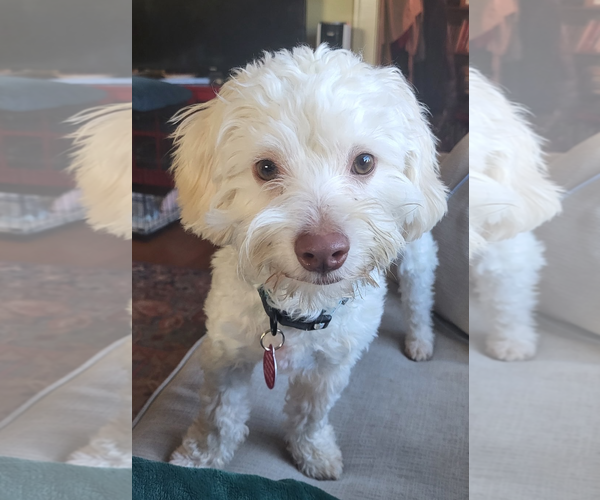 Medium Photo #1 Poodle (Miniature)-Unknown Mix Puppy For Sale in Bellevue, WA, USA