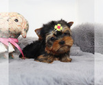 Small #1 Yorkshire Terrier