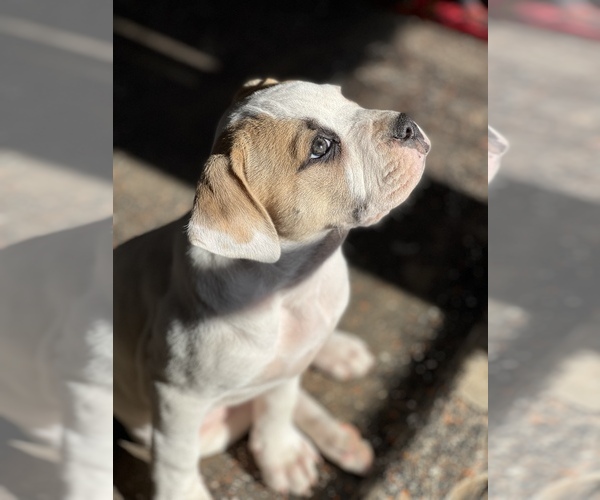 Medium Photo #11 American Bulldog Puppy For Sale in BONAIRE, GA, USA