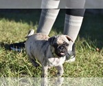 Small #4 Pug