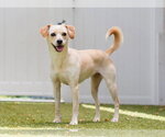 Small #1 Labrador Retriever Mix
