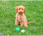 Small Photo #4 Cavapoo (Miniature) Puppy For Sale in SYRACUSE, IN, USA