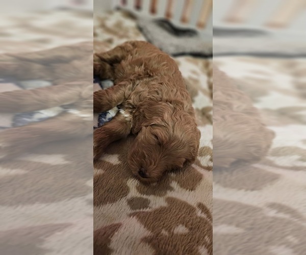 Medium Photo #4 Labradoodle mix (+ Poodle Standard) Puppy For Sale in WASILLA, AK, USA