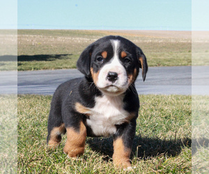 Greater Swiss Mountain Dog Puppy for sale in BIRD IN HAND, PA, USA