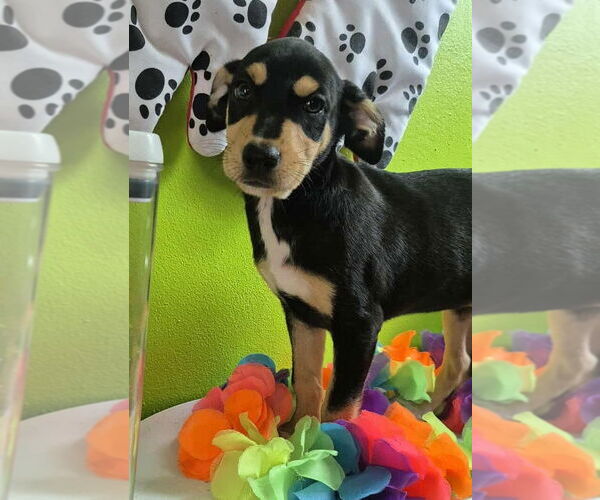 Medium Photo #2 Chihuahua-Unknown Mix Puppy For Sale in Virginia Beach, VA, USA