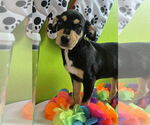 Small #1 Chihuahua Mix