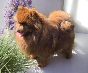 Mother of the Pomeranian puppies born on 05/06/2025