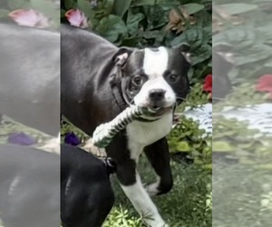 Boston Terrier Puppy for Sale in WOODSTOCK, Georgia USA