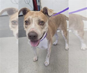 Mutt Dogs for adoption in San Bernardino, CA, USA