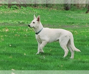German Shepherd Dog-Siberian Husky Mix Puppy for Sale in BETHEL, Minnesota USA