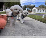 Small Photo #2 Maltichon Puppy For Sale in Sanford, FL, USA