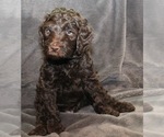 Small #21 Labradoodle