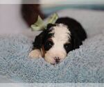 Small #7 Bernedoodle (Miniature)
