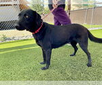 Small #2 Labrador Retriever Mix