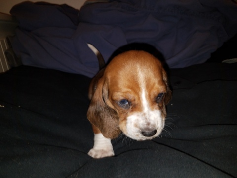 Medium Photo #1 Basset Hound Puppy For Sale in DEER VALLEY, UT, USA
