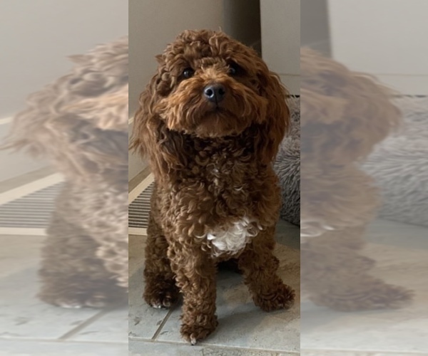 Medium Photo #1 Goldendoodle mix (+ Poodle Miniature) Puppy For Sale in OREM, UT, USA