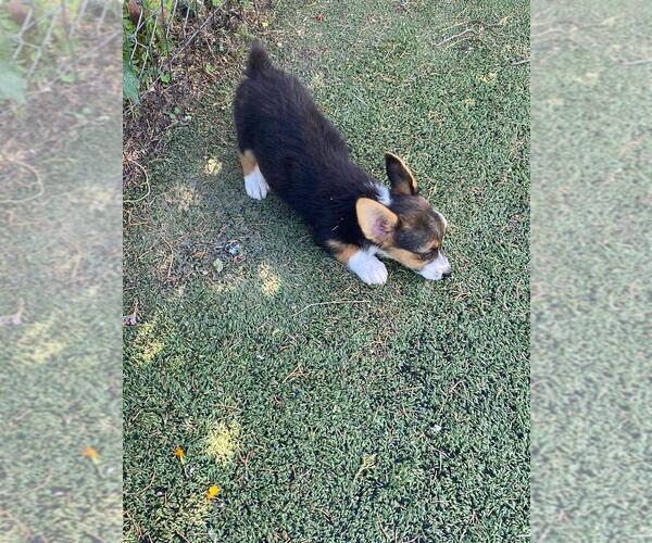 Medium Photo #3 Aussie-Corgi Puppy For Sale in BRIGGSDALE, CO, USA