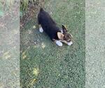 Small #2 Aussie-Corgi