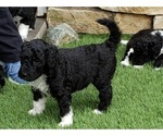 Small Photo #1 Goldendoodle Puppy For Sale in NOBLESVILLE, IN, USA