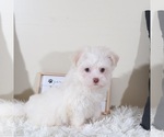 Small #1 Havanese