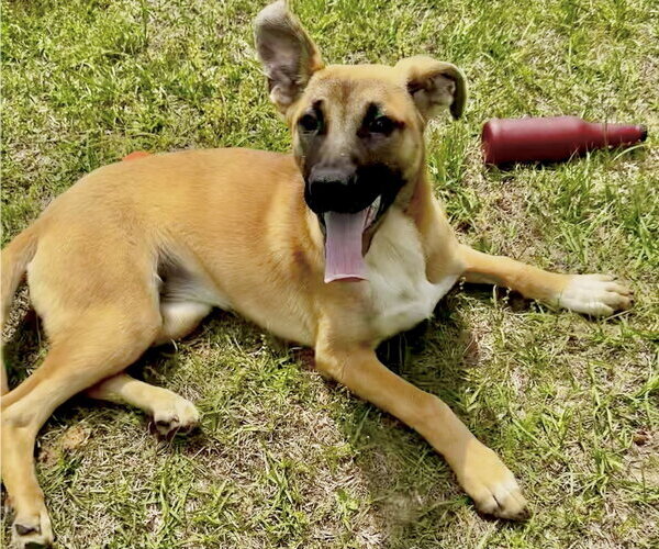 Medium Photo #13 Black Mouth Cur-German Shepherd Dog Mix Puppy For Sale in Brewster, NY, USA