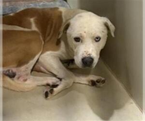 Mutt Dogs for adoption in Bakersfield, CA, USA
