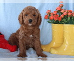 Small #4 Goldendoodle (Miniature)