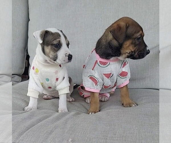 Medium Photo #3 Mutt Puppy For Sale in OKLAHOMA CITY, OK, USA