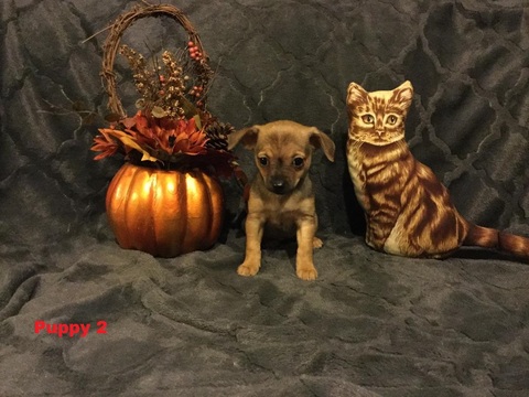Medium Photo #1 Chihuahua Puppy For Sale in MERIDIAN, NY, USA