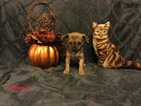 Small Photo #1 Chihuahua Puppy For Sale in MERIDIAN, NY, USA