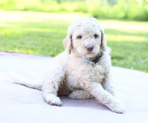 Goldendoodle Puppy for Sale in CENTERVILLE, Tennessee USA