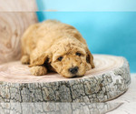 Small Photo #3 Goldendoodle Puppy For Sale in CARLOCK, IL, USA