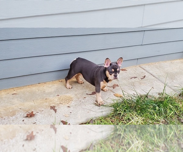 Medium Photo #3 French Bulldog Puppy For Sale in MARYVILLE, TN, USA